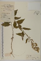 珍珠蒿、奇蒿藏品圖，第1張