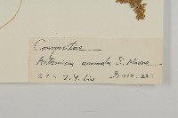 珍珠蒿、奇蒿藏品圖，第3張