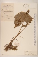 狹苞橐吾藏品圖，第1張