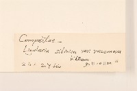 狹苞橐吾藏品圖，第3張