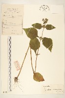 腺梗豨薟藏品圖，第1張