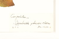 腺梗豨薟藏品圖，第3張