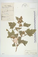 蒼耳藏品圖，第1張