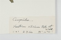 蒼耳藏品圖，第3張