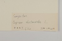 天名精藏品圖，第3張