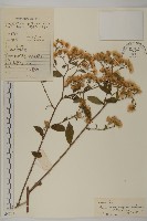 微糙三脈紫菀藏品圖，第1張