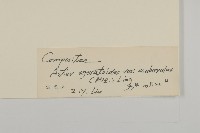 微糙三脈紫菀藏品圖，第3張