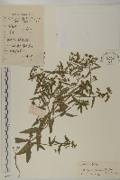 鱧腸藏品圖，第1張