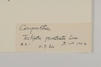 鱧腸藏品圖，第3張