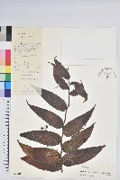 長穗越橘藏品圖，第1張