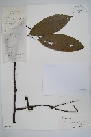 香鷹爪花藏品圖，第1張