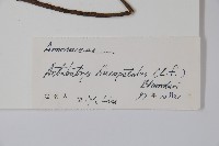 香鷹爪花藏品圖，第2張