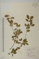 雙歧衛矛藏品圖，第1張