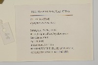 雙歧衛矛藏品圖，第2張