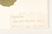 小油菊藏品圖，第3張