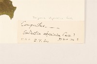 小油菊藏品圖，第3張