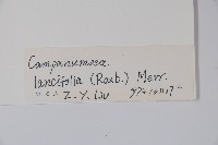 臺灣土黨參藏品圖，第2張