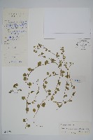 同鐘花藏品圖，第1張