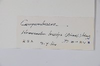 同鐘花藏品圖，第2張