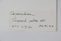 風鈴草藏品圖，第2張