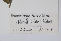 海南杞李參藏品圖，第2張