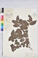 登錄號:S047614藏品圖，第1張