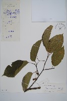 鬚毛八角楓藏品圖，第1張