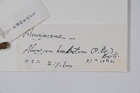 鬚毛八角楓藏品圖，第2張