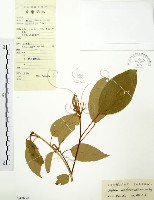 粗糠柴藏品圖，第1張