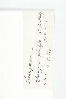 毛柱胡頹子藏品圖，第3張