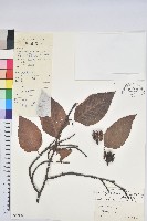 棒梗水青岡藏品圖，第1張