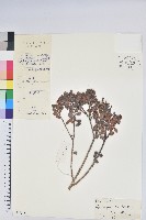 樹生越橘藏品圖，第1張