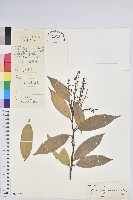 雲南假木荷藏品圖，第1張