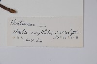 西南粗糠樹藏品圖，第2張