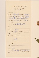 異葉澤蘭藏品圖，第2張