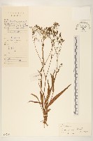 細葉苦實藏品圖，第1張