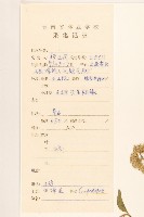 華澤蘭藏品圖，第2張