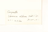 展枝斑鳩菊藏品圖，第3張