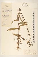 毛蓮菜藏品圖，第1張