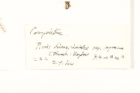 毛蓮菜藏品圖，第3張