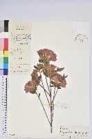 唐杜鵑、大屯杜鵑、中原氏杜鵑藏品圖，第1張