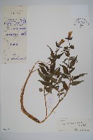 大萼黨參藏品圖，第1張