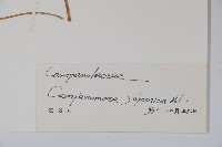 大花金錢豹藏品圖，第2張