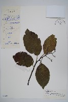 光葉粗康樹藏品圖，第1張