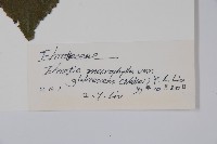 光葉粗康樹藏品圖，第2張