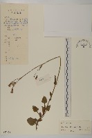 紫背草藏品圖，第1張