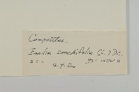 紫背草藏品圖，第3張