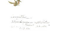 秋分草藏品圖，第2張