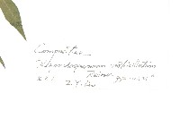 秋分草藏品圖，第3張