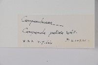 風鈴草藏品圖，第2張